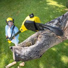 Best Tree Health Inspection  in Lewiston, ID