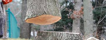How Our Tree Care Process Works  in  Lewiston, ID