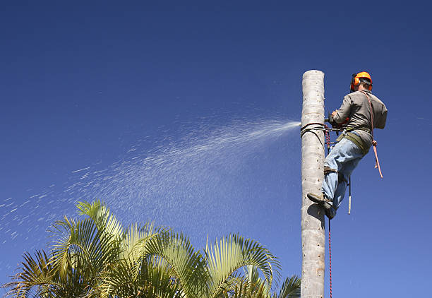 Professional Tree Care in Lewiston, ID