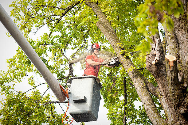Best Fruit Tree Pruning  in Lewiston, ID